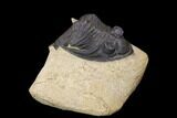 Bargain, Zlichovaspis Trilobite - Atchana, Morocco #119867-3